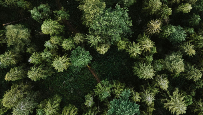 sustainability strategy advisory